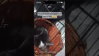 Дядя Армен  везёт Черных котов на второй вайп второй ветки. #mysteriouszone