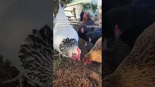 Thinking about getting Chickens???  #selfsufficient #homestead #nz #poultry #hens #eggs #viral