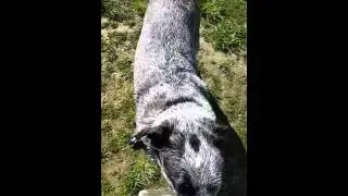 Phantom Playing in the Lake..