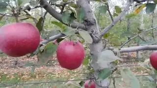 Сорт яблони СТАРКРИМСОН. Клон Red Delicious