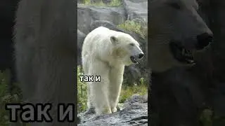 Полярные медведи могут быть левшами и правшами 