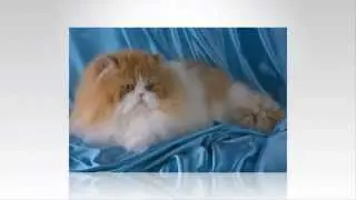 Персидские кошки.