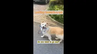 This dog has better self-control than I do