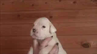 НВХ Хуч Боксер 3 недели