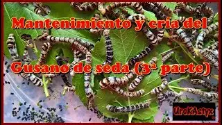 Mantenimiento y cría del gusano de seda (3ª Parte)