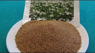 Белый клевер. Медоносный клевер. Ползучий клевер.