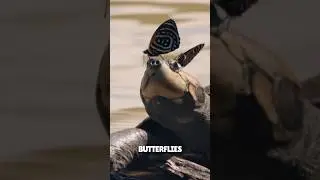 Why Butterflies attack Turtle 😰