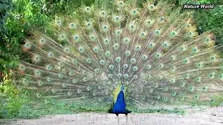 Most Beautiful Peacock Dance & long short calls | bulu dan suara pembuka merak | Mor Bird Sound
