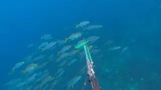 Hunting Some Of The Nice Fish While Diving From Rock Side