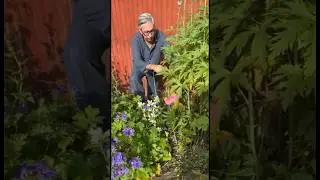The Pyjama Gardeners 2024 Edition. Part 11. #arnecarlos #gardening #gardendesign