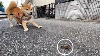 Shiba inu VS Cicada