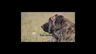 #Волк и его «старый» противник… ???