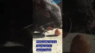 What do squirrels look for in a nut? 