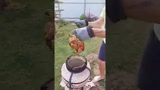 Курочка в тандыре