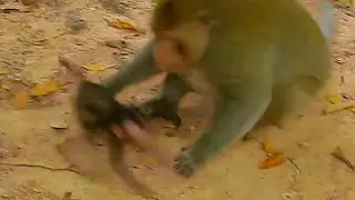 OMG! God Help! Poor Newly Baby Monkey Scare Shacking Body Because Big Monkey Attack Him