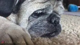 Quint's Death w/ Blanche the Pug (Jaws parody)