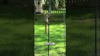The never-ending battle between bird feeders and squirrels!