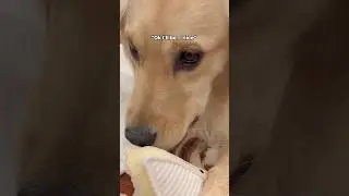 My puppy had other plans… 👹 