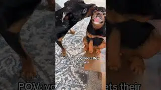 Yeti Runs Off With His Mini-Me! | MyPetsies©