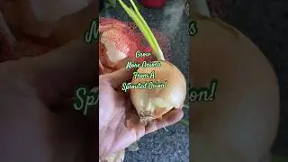 Grow More Onions From A Sprouted Onion!