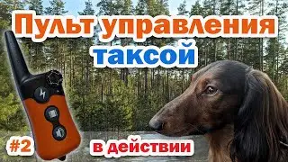 Electronic dog training collar. How to use when calling a dog dachshund