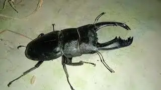 Black Stag Beetle