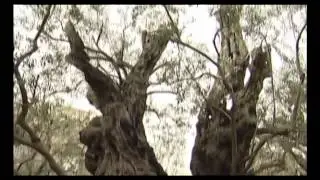 МХН RU 249 230414 TBN cut