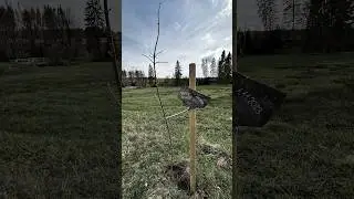Die Braunlager Bäume ev. pflanzt mit Erfolg und tollen Bäume rund um Braunlage.