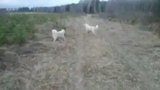 В Лес На Прогулку!!!👍👍👍