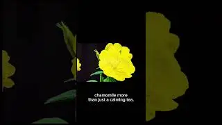 Plants as Medicine: Natures Medicine Cabinet #wellness #medicine #shorts