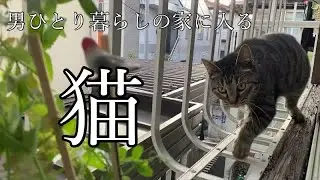 知らない猫が部屋に入って来た A strange cat came into the room.