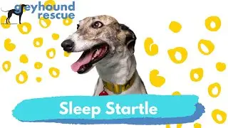 Greyhound Rescue - Sleep Startle