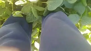 Соя мустанг на 26 червня