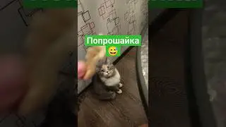 Попрошайка Буся 😅 #кошечки