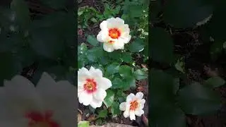 необы чудо