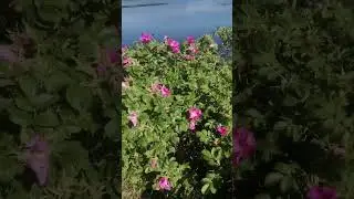 #флешмоб_моментырадости Цветет шиповник