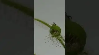 Cricket gets caught by sundew #shorts