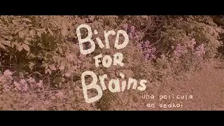Bird For Brains