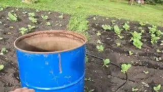 Первый прикорм.