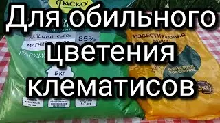 Как добиться пышного цветения клематиса.
