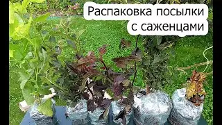 Распаковка посылки с саженцами из ТД Гридино