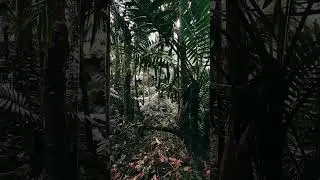 Hace 7 MILLONES de AÑOS 
