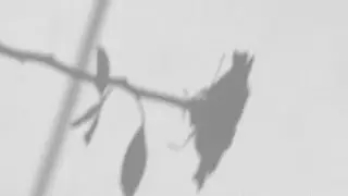 Archenemy (Live from a Backyard in Vancouver)