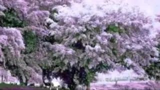 Хмельная сирень