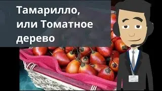 Тамарилло, или Томатное дерево