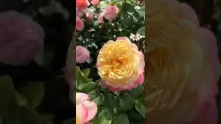 Удивительно красивая роза Кордес Джубили