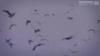 Agrakhan reserve 4K