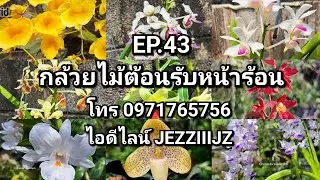 EP.43 กล้วยไม้ต้อนรับหน้าร้อน สนใจกล้วยไม้ เเอดไลน์เลยจ้า ID line : jezziiijzหรือโทร 0971765756