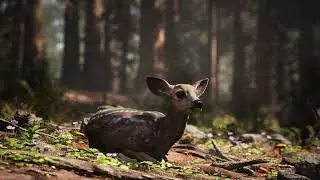 Fawn  (UE5)