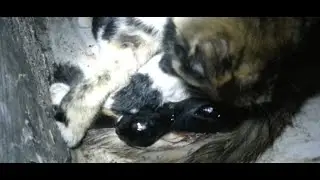 CARA MUDAH MEMBANTU LAHIRAN KUCING DAN MENJADI DOA AGAR CEPAT HAMIL